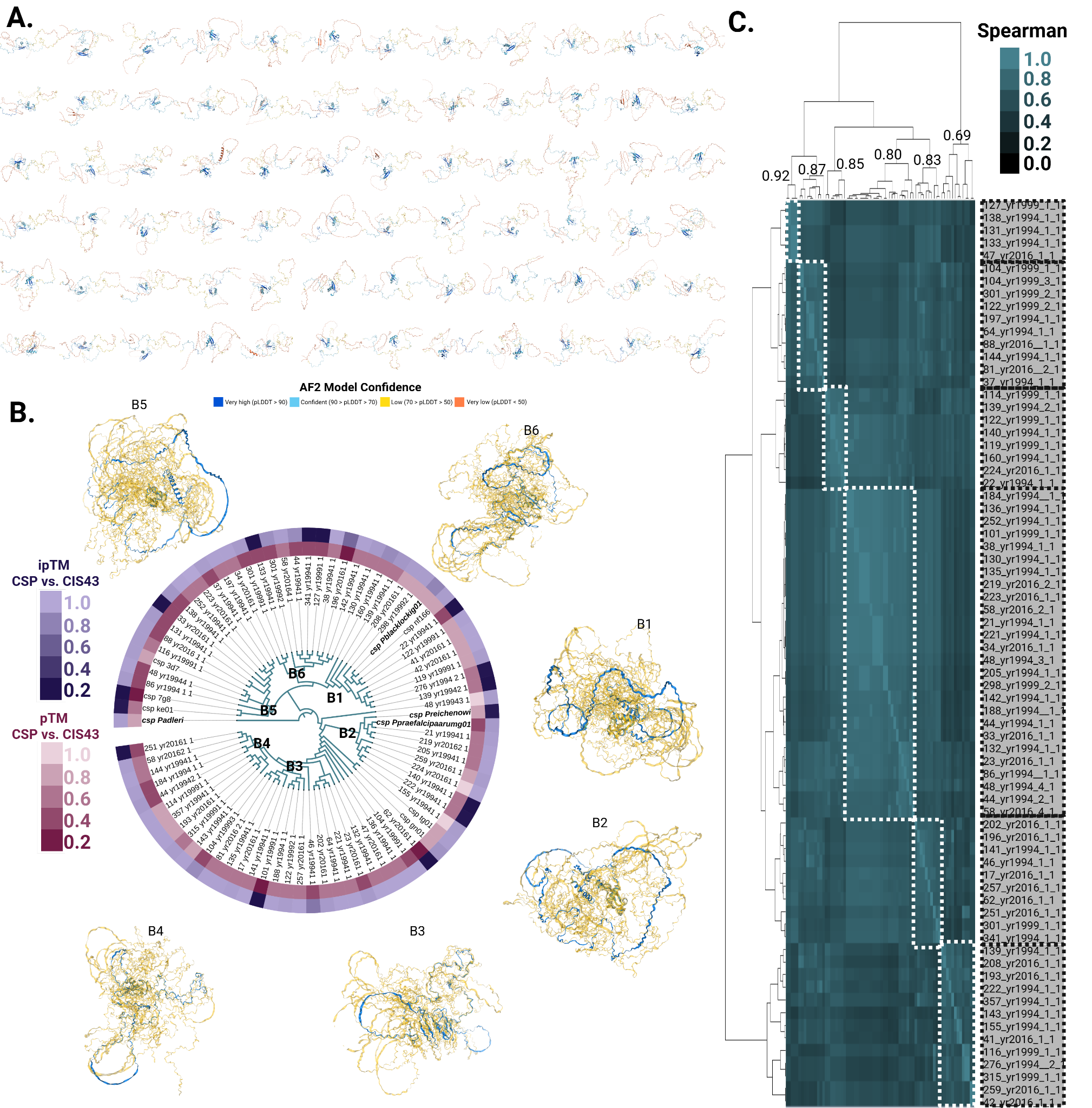 AlphaFold2 models and clustering/heatmap views illustrating structural diversity across CSP variants.