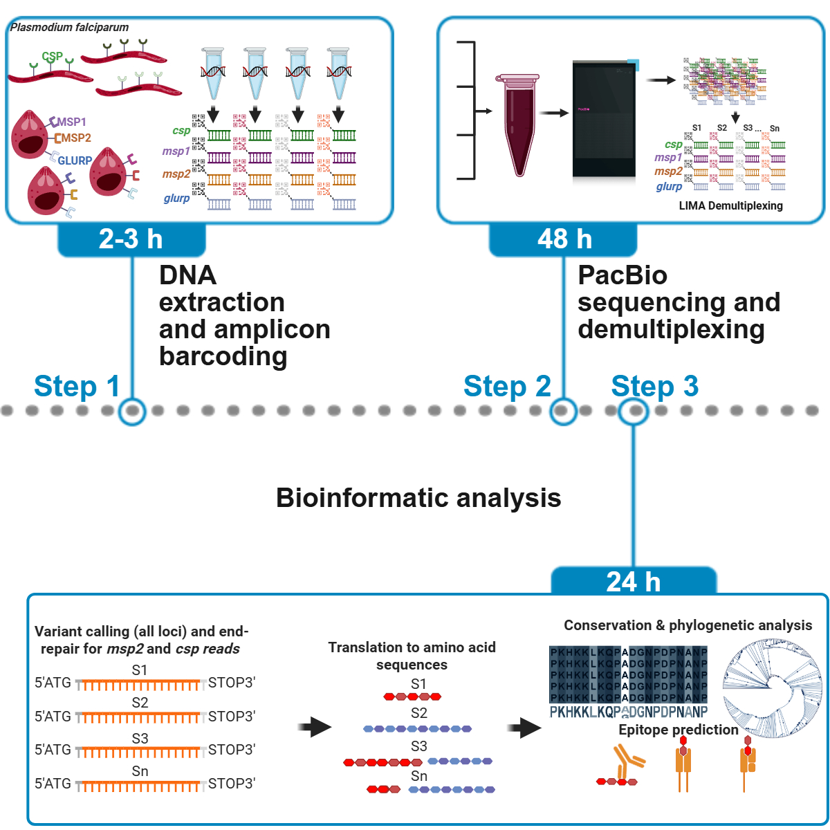 Graphical abstract summarizing a long-read amplicon sequencing and analysis workflow for malaria antigen genomic surveillance.